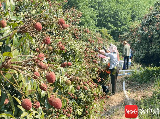乐东“桂花香”荔枝 花香入果，甜蜜产业新名片的崛起